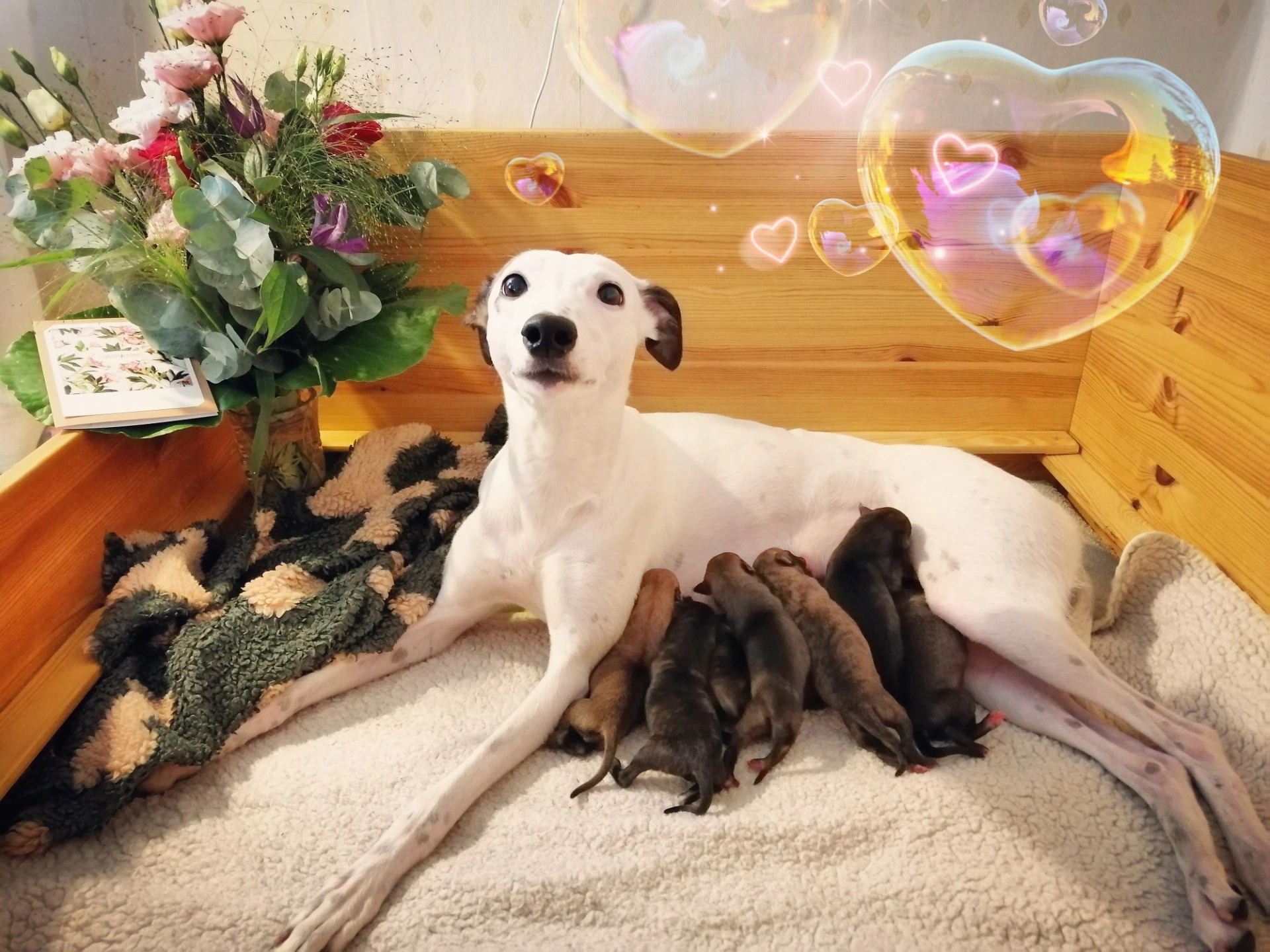 Kuva: Kennel My Wild